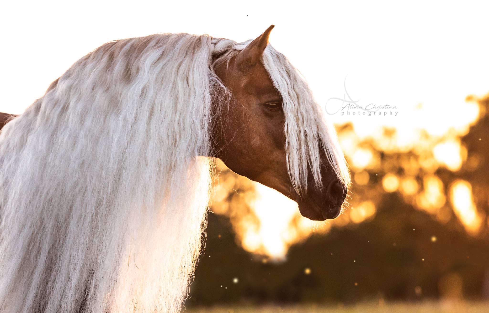 Hafling Pony Stallion @Alivia Christina Photography